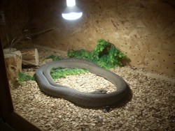 Изложба на екзотични животни в Етрополе